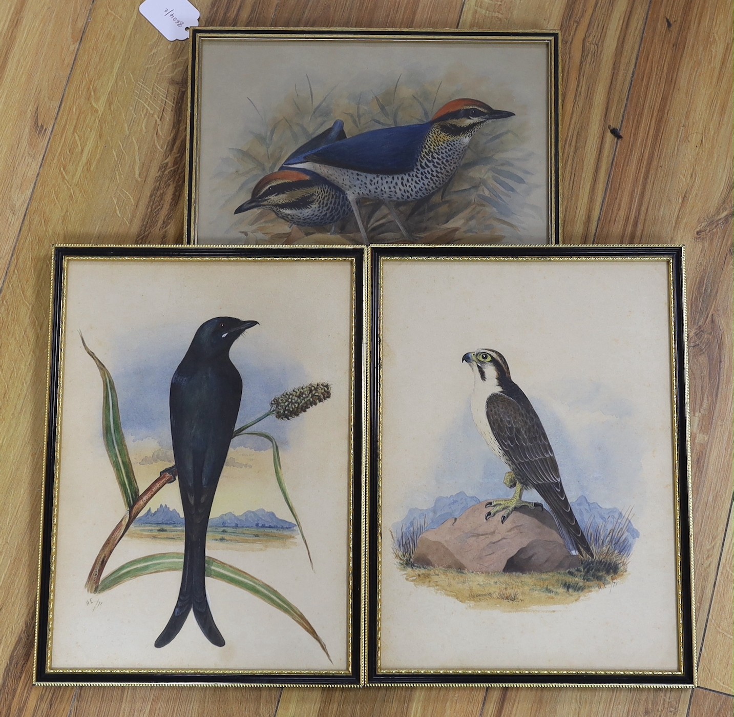 Henry Strachan Elton (1841-1934), three watercolours, 'Ground Thrush', 'Peregrine Falcon' and 'Drongo Schrike', signed and dated (18)71, 33 x 23cm and 21 x 30cm